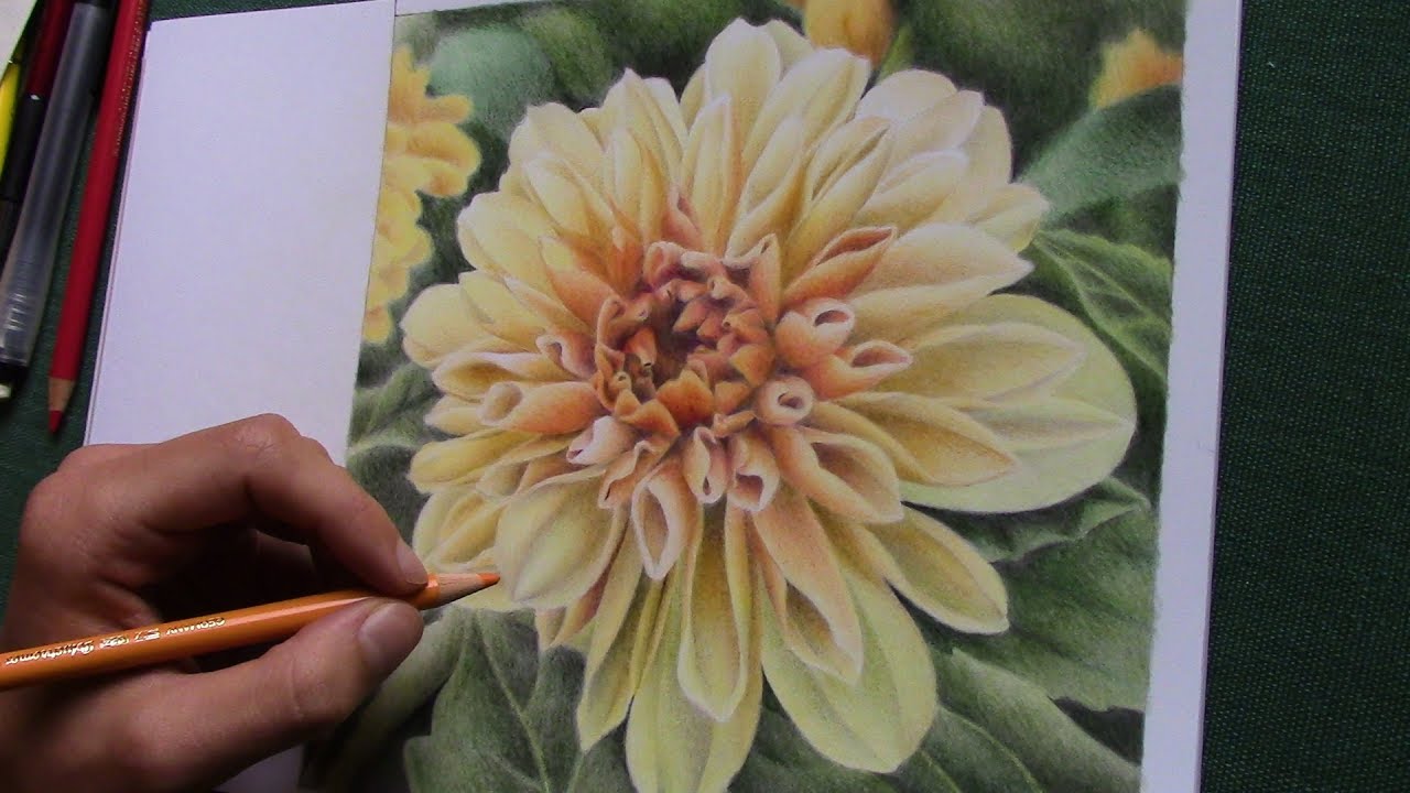 Colored Pencil Hydrangea Tutorial with Jennifer Morrison - Strathmore  Artist Papers