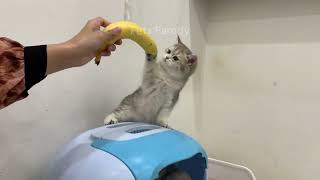 Unleashing Hilarious Cuteness: Epic Compilation Of Funny Cats In The Animal Kingdom!  Part 18
