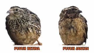 Membedakan Jantan dan Betina Burung Puyuh Dewasa