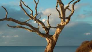 Bahçivan Ve Kuru Ağaç