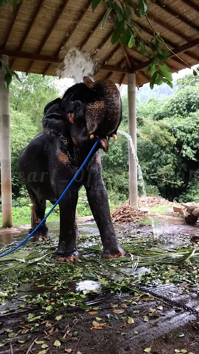 නාන්න අකමැති 😂❤️‍🩹 #kataragamawasana #kandyesalaperahera2025 #elephant #animallife #animals