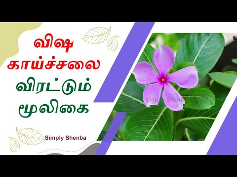 நித்ய கல்யாணி மருத்துவ பயன்கள் | |Nithyakalyani Medical Benefits in Tamil | Simply Shenba