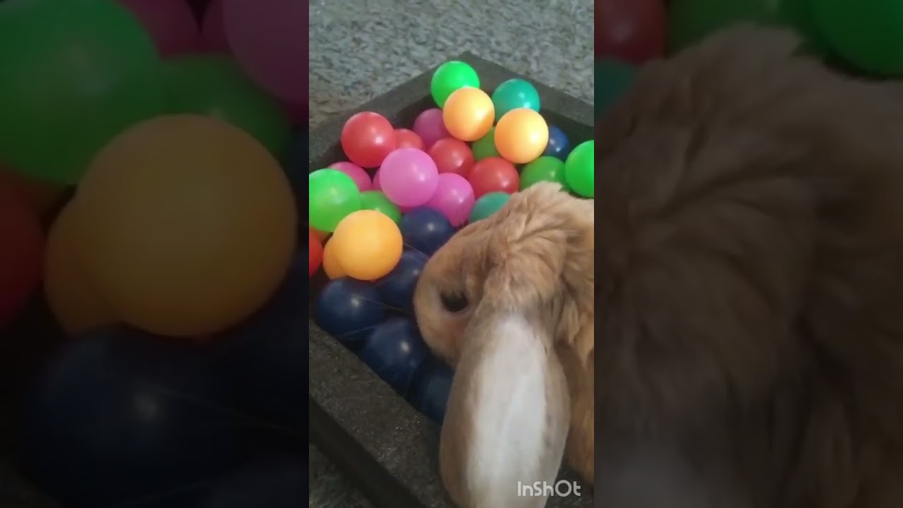 Bella the Rabbit playing with balls
