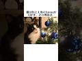 猫とクリスマスに関しての秘密🎄【猫の雑学】猫の秘密を暴露8選😭#shorts #ねこのきもち #ねこ