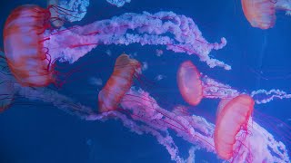 Soothing Jellyfish Aquarium Underwater Sounds 10 Hours For Sleep Meditation Study and Calm screenshot 3