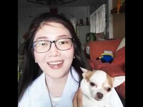 อาการเป็นสัดในน้องหมาตัวเมีย กับน้องจิ๋ว