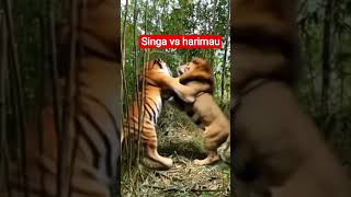 Singa Vs Harimauhewanhewanbesar