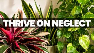 10 Plants That THRIVE on NEGLECT for Busy Owners