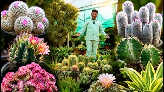 कैक्टस यासीन नर्सरी मंडी रेट में! 🌵 थोक भाव में सबसे सस्ते और खूबसूरत कैक्टस पौधे