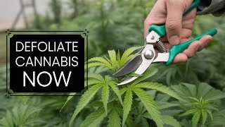 EVEN You CAN Defoliate like a PRO 🤙