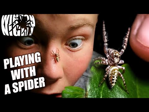 How to play with a SPIDER!!! ???????????????????? (friendly like Lucas the Spider)
