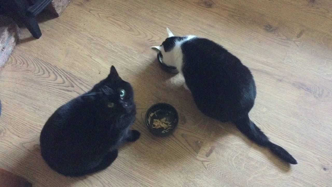 Cat soup youtube hotsell