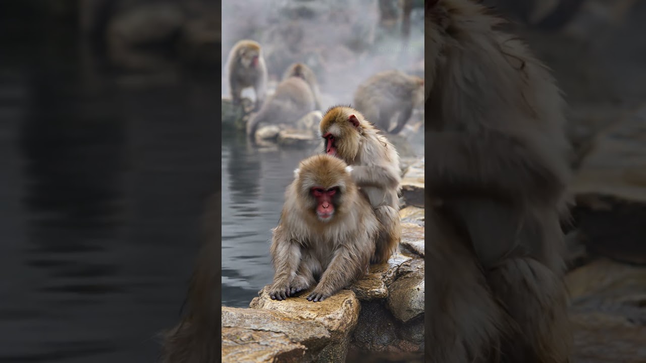 Relaxing Spa Day Turns into an Action Leap for Snow Monkeys!