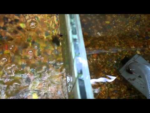 Видео: Алтан загас хэрхэн үрждэг вэ