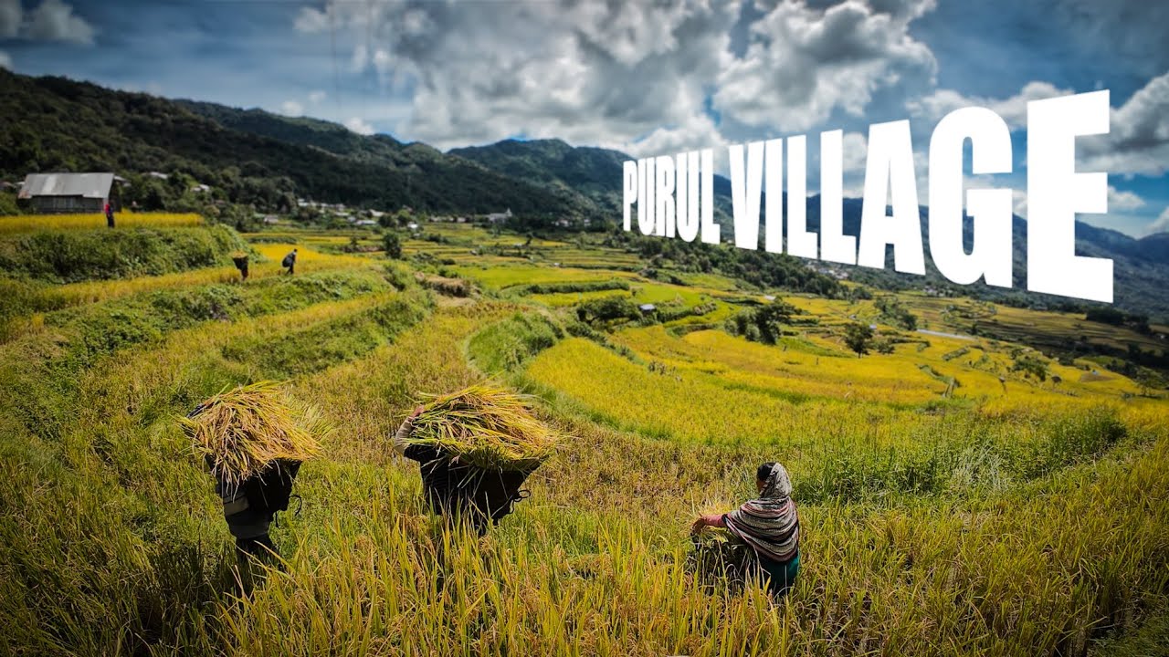 This is How we Harvest & Thresh in My Village| Traditional Poumai Naga Style— Harvesting Vlog