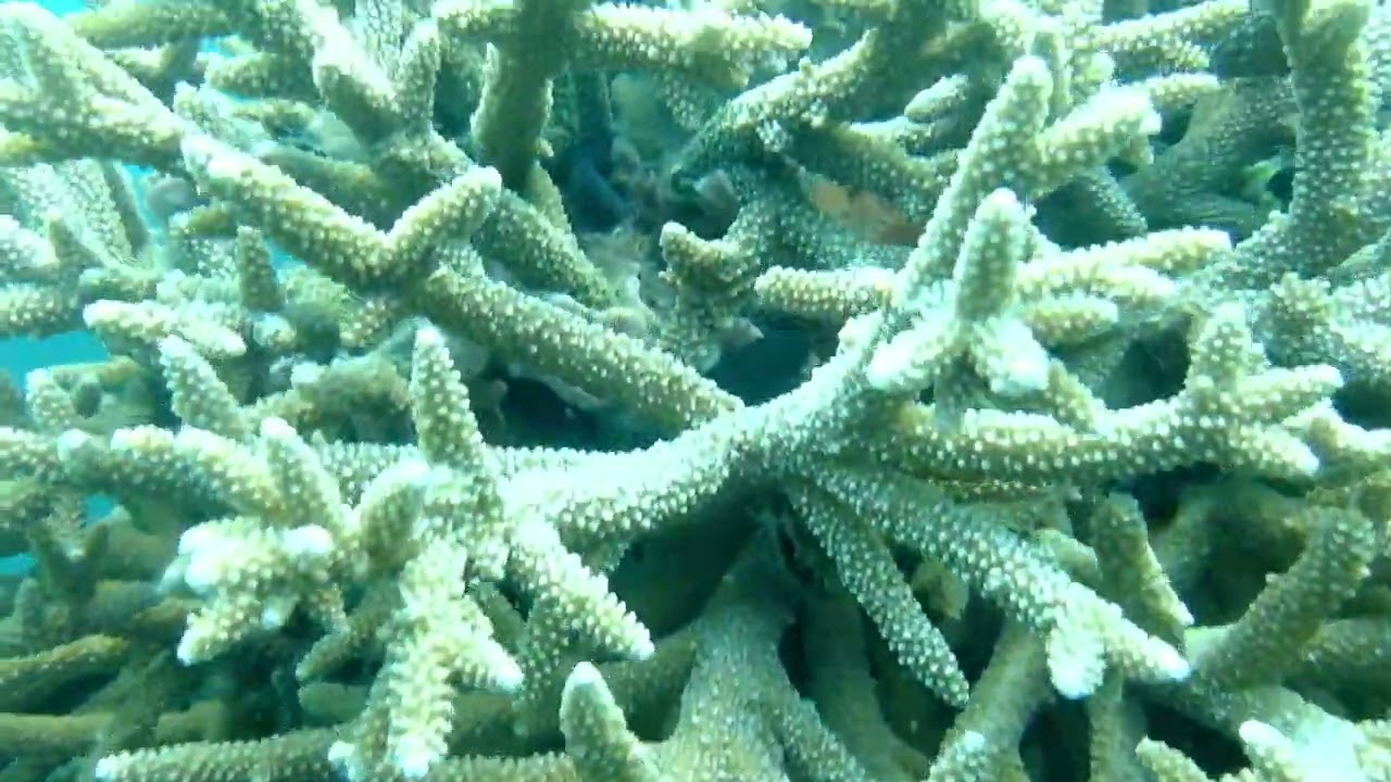 open water training UKM selam univ Hangtuah