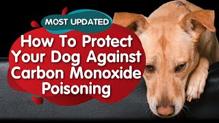 How to Protect Your Dog Against Carbon Monoxide (MOST UPDATED)