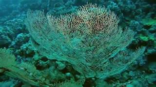 Tauchen im Roten Meer Dahab 2018