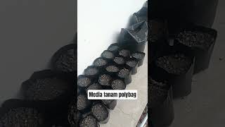 Polybag media tanam #farming #berkebun #shorts