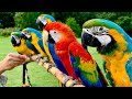 5 Pet Macaw Parrots In Free Flight || Primrose Hill - London