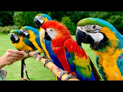 वीडियो: लंदन में तोते हैं?