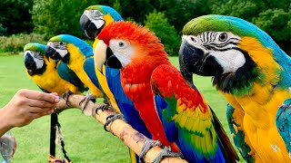 5 Pet Macaw Parrots In Free Flight || Primrose Hill  London