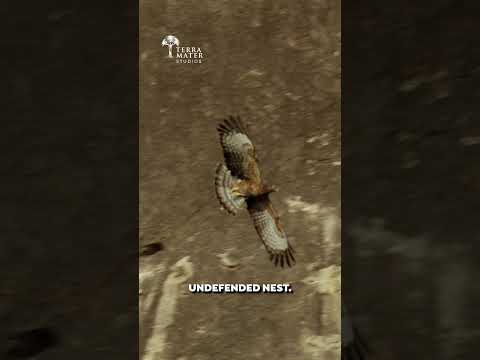 Have you ever seen a honey buzzard catching prey? 🦅🐝