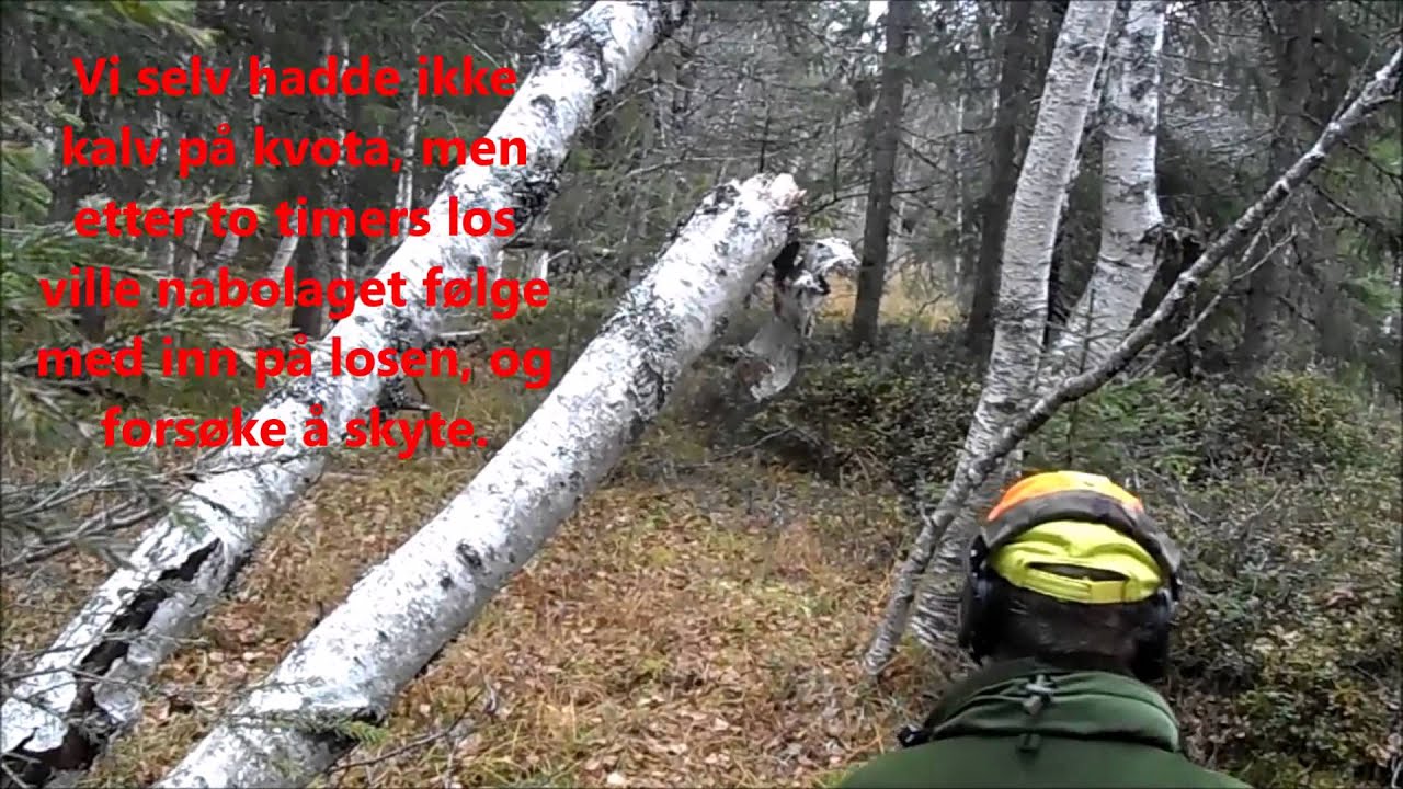 elgjakt i namdal elgjakt i namdal