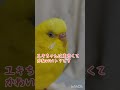 何を食べても大丈夫なトリ