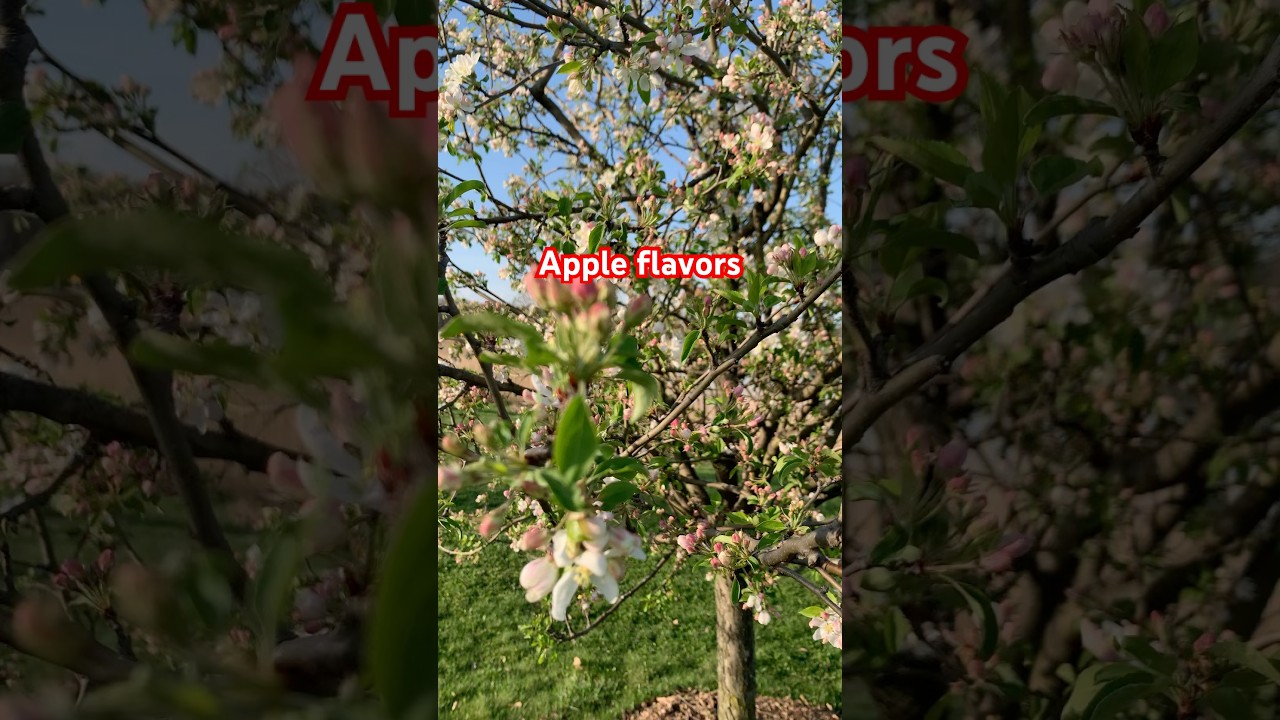 So beautiful flowers in Spring in Canada 