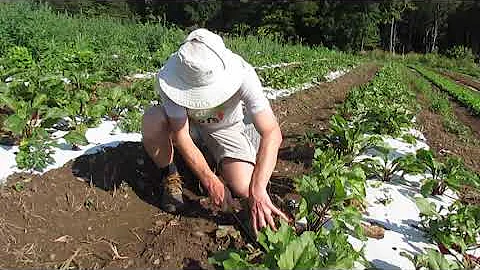 A Morning Glean With HRC at Pomykala Farm