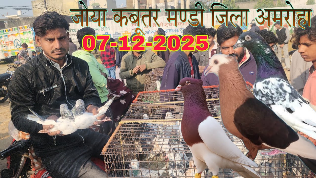 Sunday kabootar market  07-12-2025. Joya kabootar market. कबूतर बाज़ार जोया जिला अमरोहा उत्तर प्रदेश।