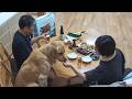 番組リニューアル！最初は違和感があると思いますが。【Golden Retriever japan】