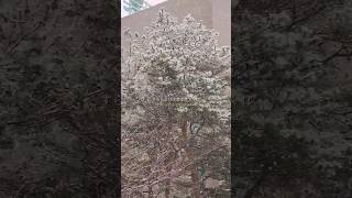 Download Lagu 愛するように...#jpop #aisuruyouni #愛するように Winter Vibes ❄️🫂💙🩵🤍 #reels #sensitive #seoul #ソウル MP3 Download Lagu 愛するように...#jpop #aisuruyouni #愛するように Winter Vibes ❄️🫂💙🩵🤍 #reels #sensitive #seoul #ソウル MP3