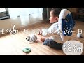 Eng sub) 【後編】一日密着！生後6か月の赤ちゃんの一日　6 month baby daily routine【Part 2】