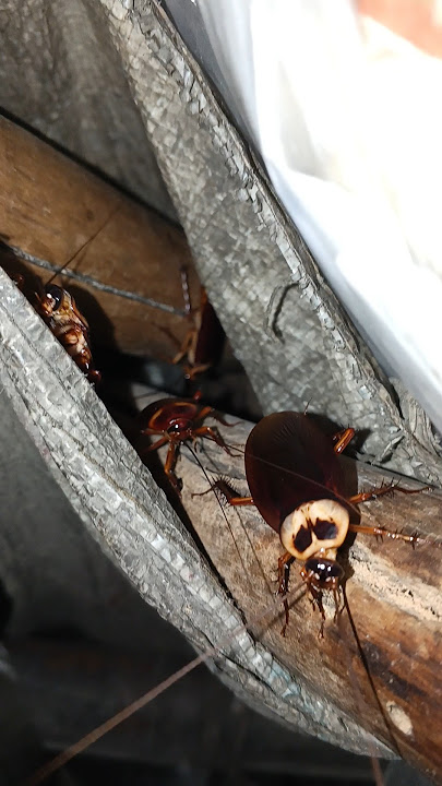 🥸কতগুলো তেলাপোকা দেখা যায়? #telapoka #shortsfeed #shorts #arsola #comedy #funny #tiktok #cockroach