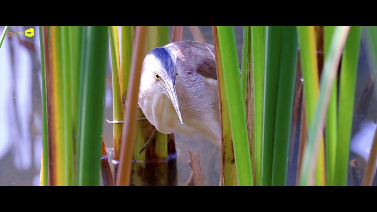yellow bittern - the beautiful yellow bittern (ixobrychus sinensis) bird / yellow bittern relaxing