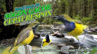 Sogon Gacor dan Suara Air Mengalir - Terapi Sogon Gacor Ampuh