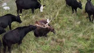 Giant Moose Decides to Join a Herd of Cows! 🫎🐄😲