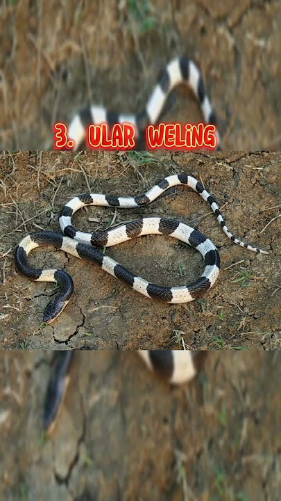 ular paling berbisa di dunia
