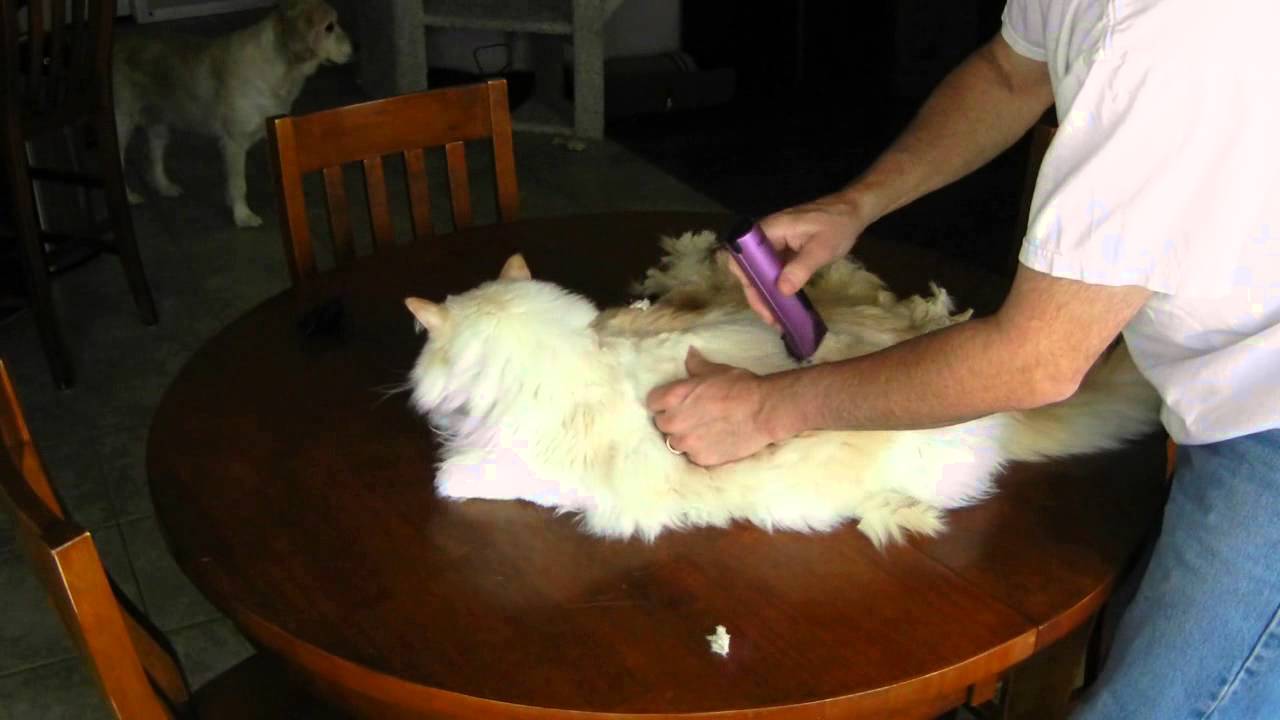 cat shaving machine