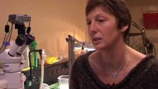 Comportement des civelles et migration estuarienne