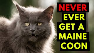 20 Reasons You Should Never, Ever Adopt A Maine Coon Cat by Animal Guide 5,632 views 10 months ago 10 minutes, 5 seconds