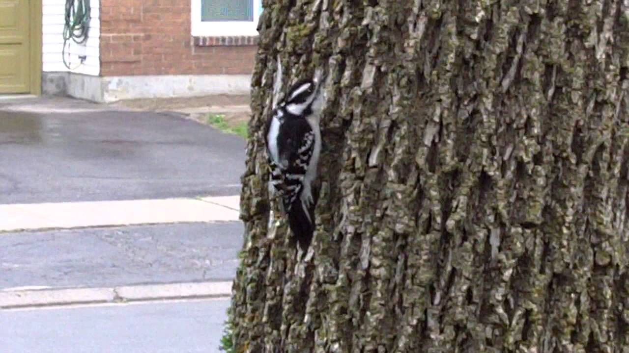 Woody Woodpecker in Ottawa South 