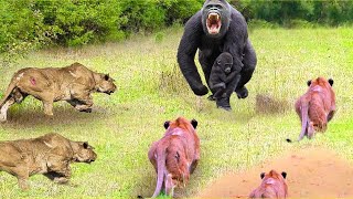 OMG! Excitement Of The Lion Pride Drove The Mother Gorilla Crazy, Leading To A Horrifying Massacre