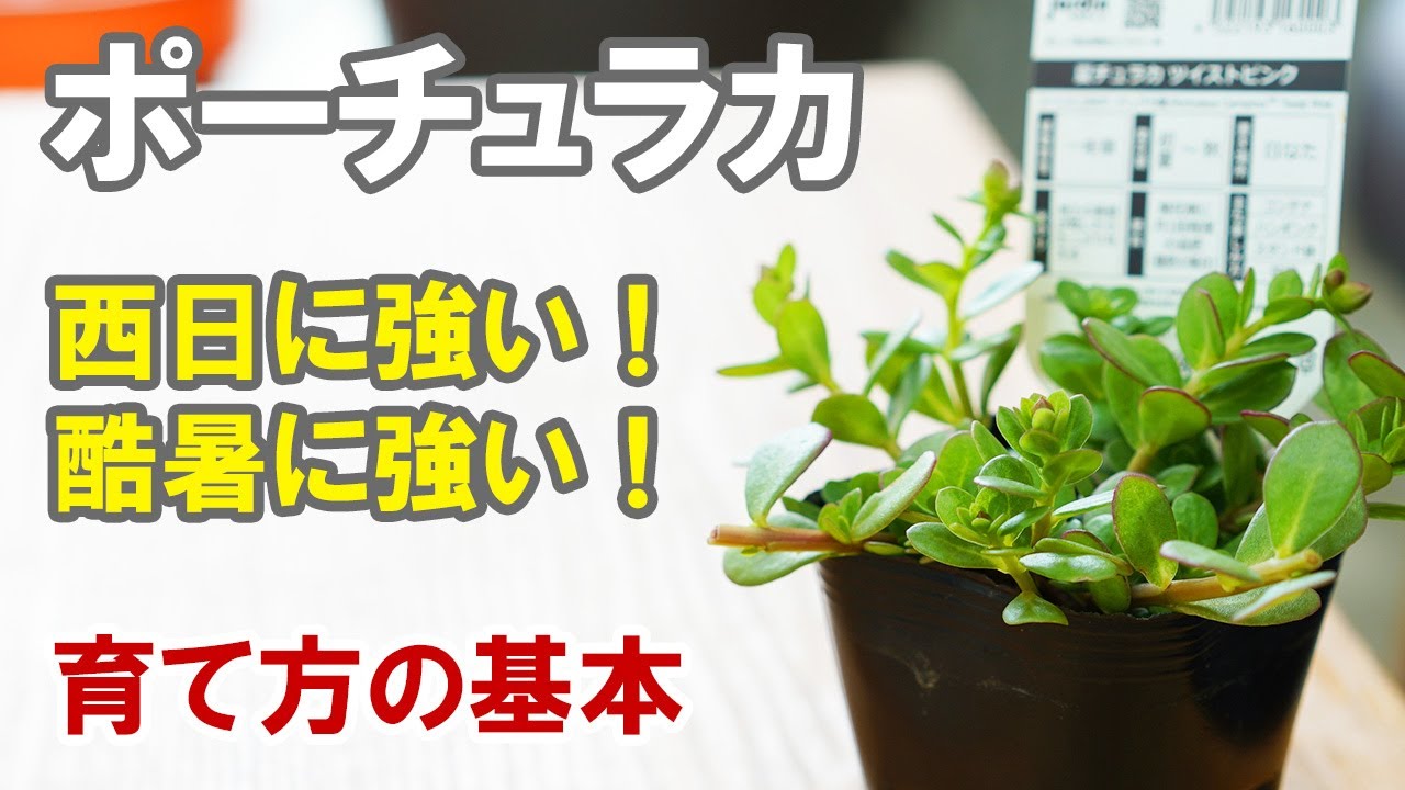 ポーチュラカの育て方 植え方 摘芯 挿し木など Youtube