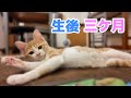 いたずら盛りの生後３ヶ月になりました！保護猫の成長記録と初老夫婦の日常