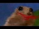 Dramatic Joker Chipmunk