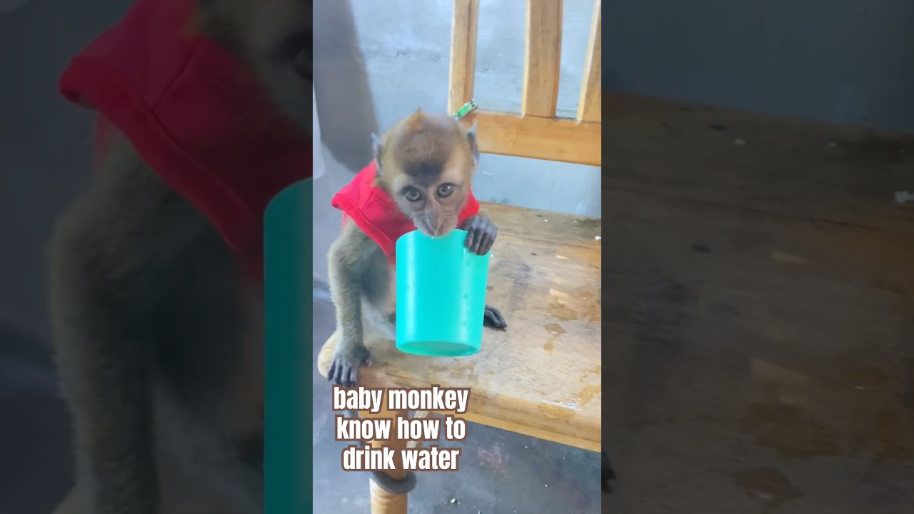 Baby monkey know how to drink water 