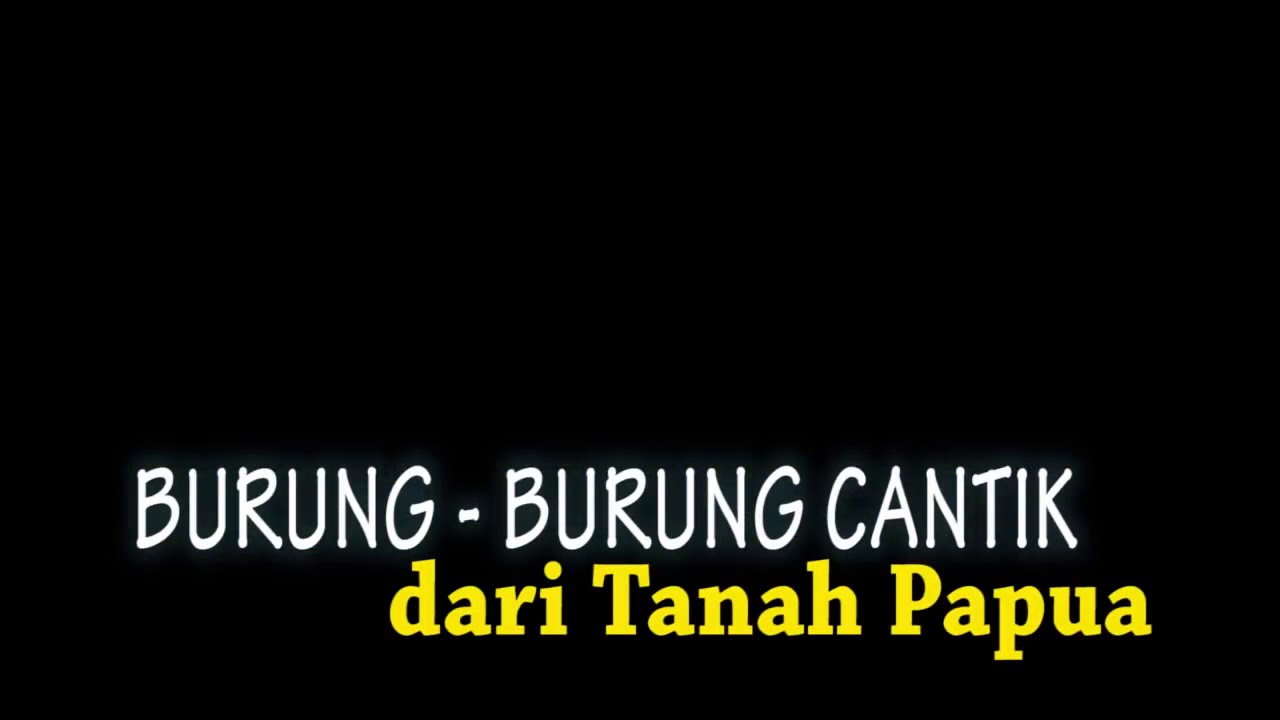 Burung Termahal Di Dunia Hanya Ada Indonesia Youtube